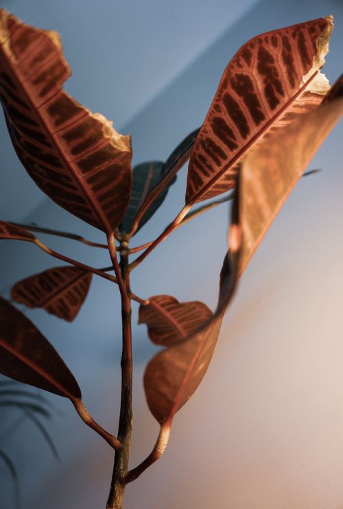 Free From below of dry delicate leaves of fire croton tropical plant growing in pot at home Stock Photo