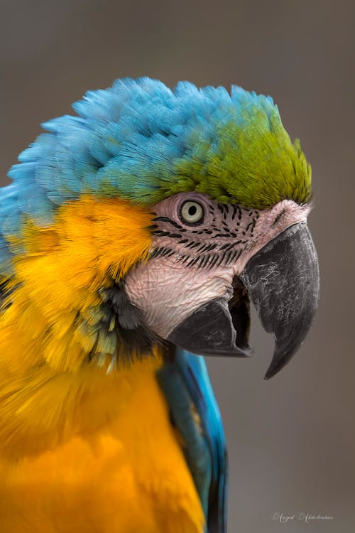 Free stock photo of animal, bird, parrot