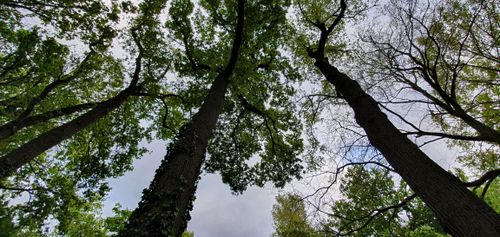 Free stock photo of forest, green nature Stock Photo