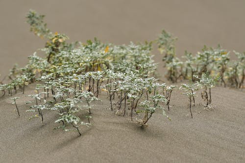 Mini plants growing on smooth soil in sandbox