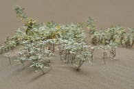 绿叶在沙漠沙地中茁壮成长的特写，展现了大自然的韧性