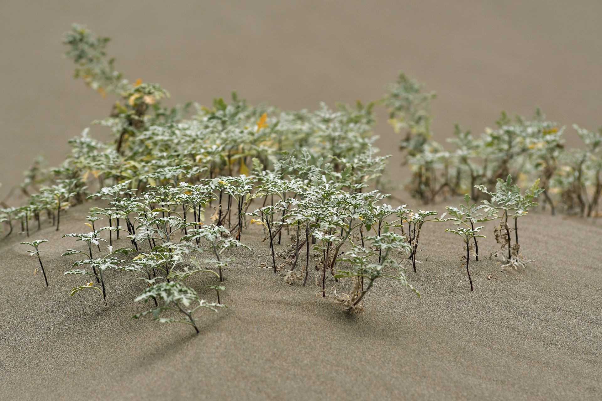 Close-up of green foliage thriving in desert sand, illustrating nature's resilience.