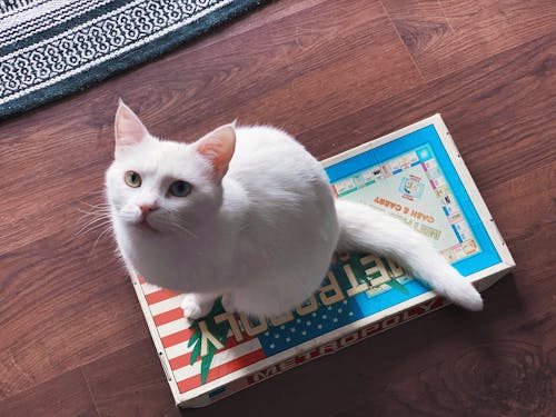 From above of adorable curious white Van cat with heterochromia sitting on carton box placed on floor and looking up