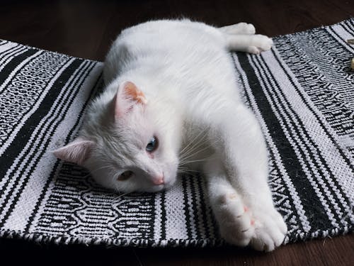 High angle of cute lazy white Van cat with different colored eyes lying on carpet at home
