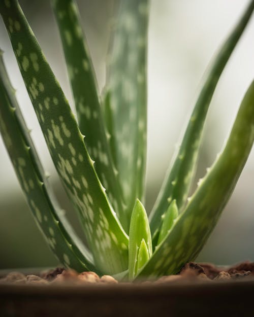 Closeup of fresh tropical evergreen Aloe vera succulent plant with thorns growing in pot in glasshouse
