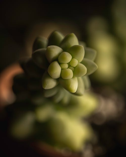 From above closeup of exotic donkey tail flowering succulent plant growing in hothouse