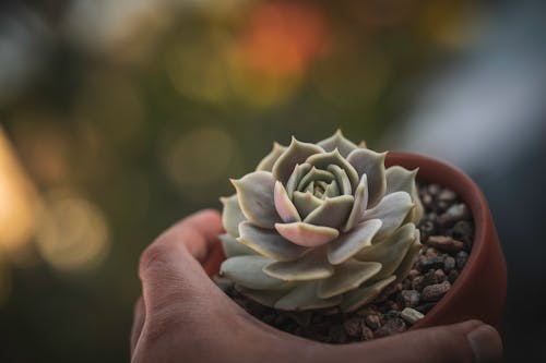 Free High angle of crop unrecognizable gardener showing pot with delicate ghost echeveria succulent plant against blurred background Stock Photo