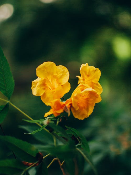 Základová fotografie zdarma na téma araguaney, aroma, čerstvý