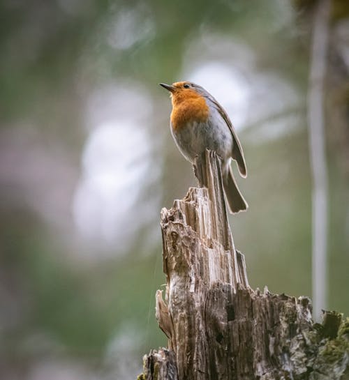 Selective Focus Photo of a European Robin Bird Perched on Wood