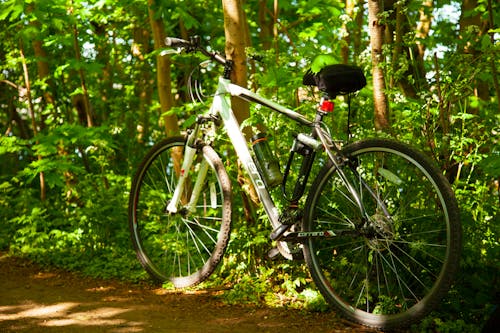 Free stock photo of bicycle, woodlands
