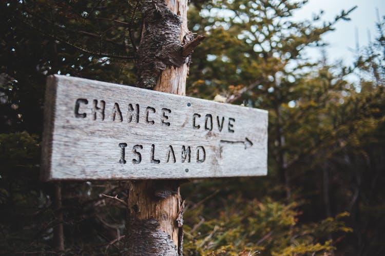 Sign On Tree Trunks With Arrow And Chance Cove Island Text