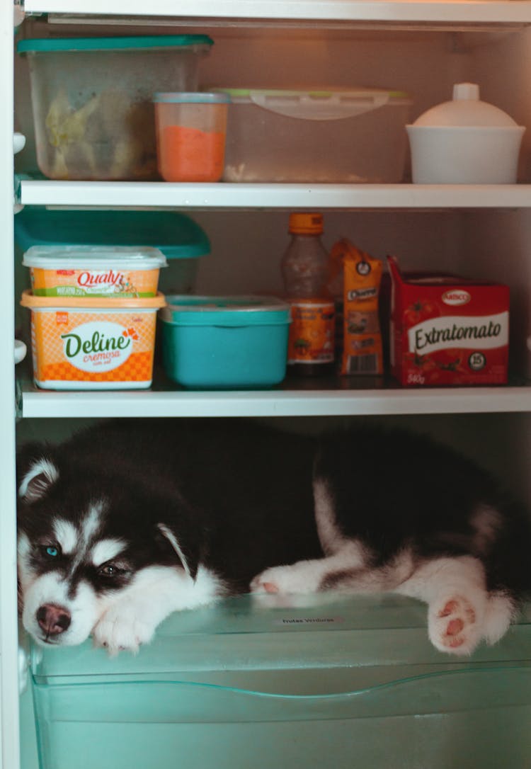 Portrait Of Cute Dog In The Fridge