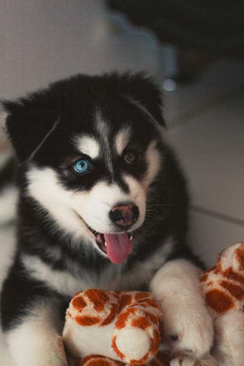 Black and White Siberian Husky Puppy with Heterochromia