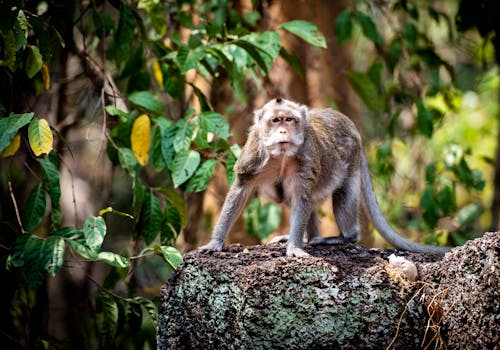 Fotobanka s bezplatnými fotkami na tému divočina, les, makak