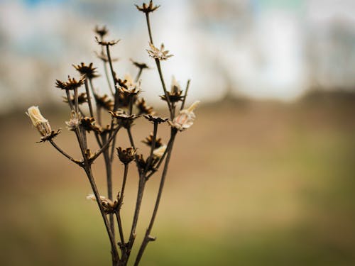 Free stock photo of beauty in nature, blurry background, dead flowers