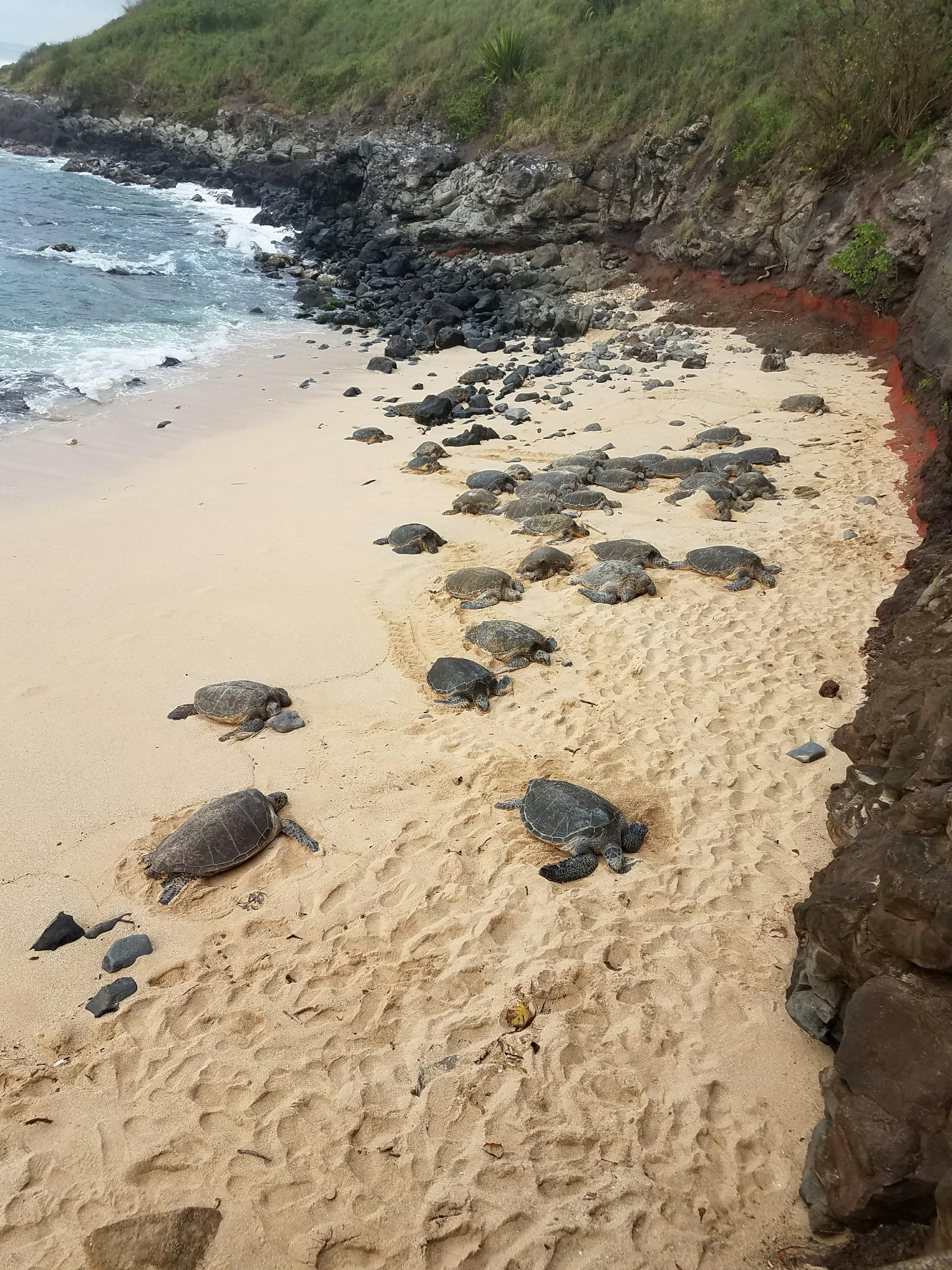 Free stock photo of beach, sand, sea turtle