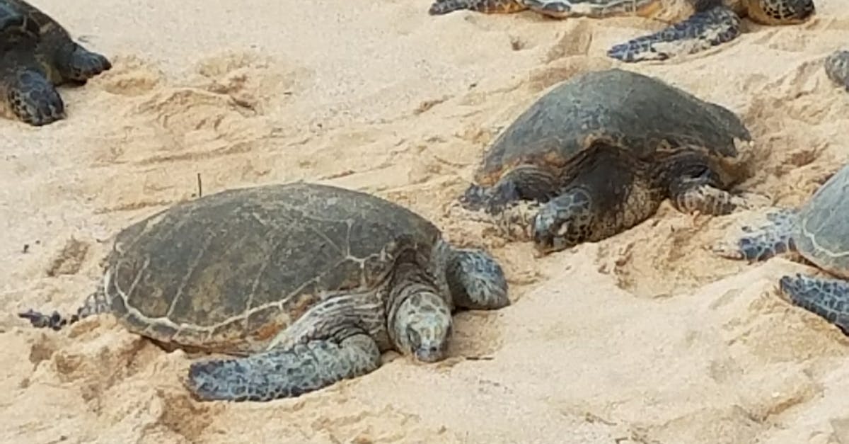 Free stock photo of beach, hawaii, sea turtles