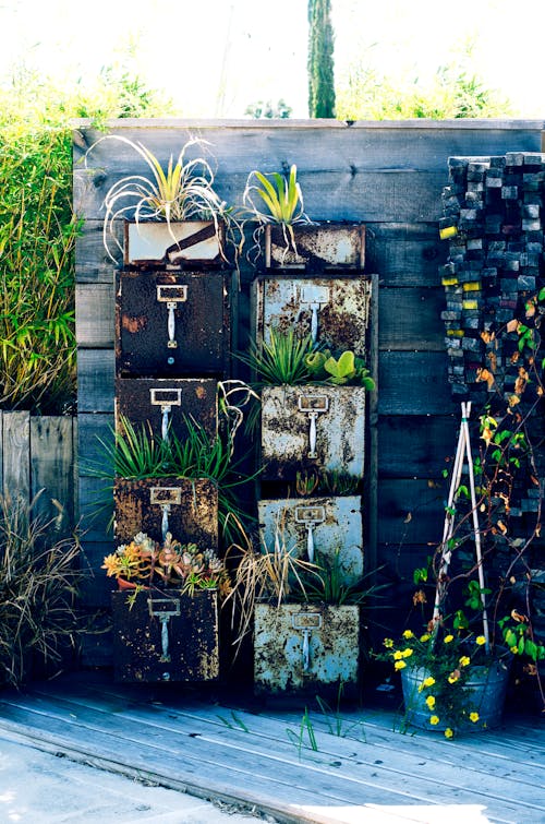 アウトドア撮影, サボテンの植物, ビンテージの無料の写真素材