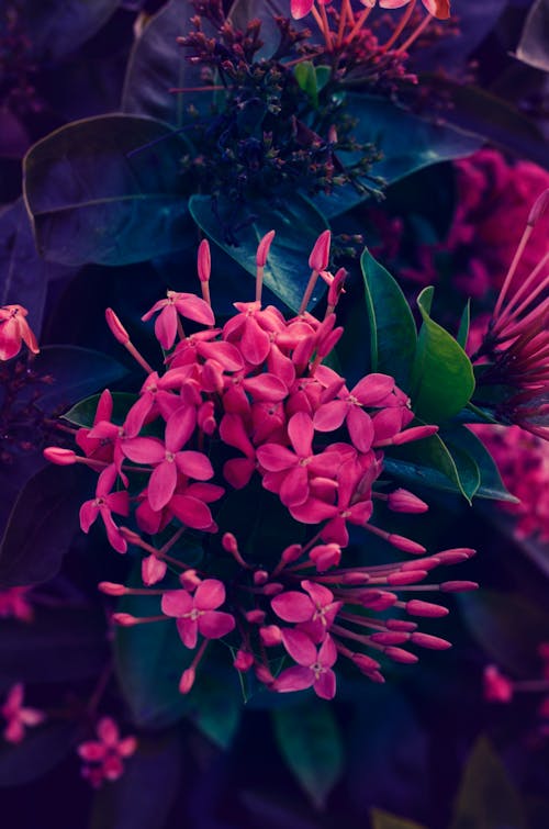 Základová fotografie zdarma na téma květiny, venkovní rostliny