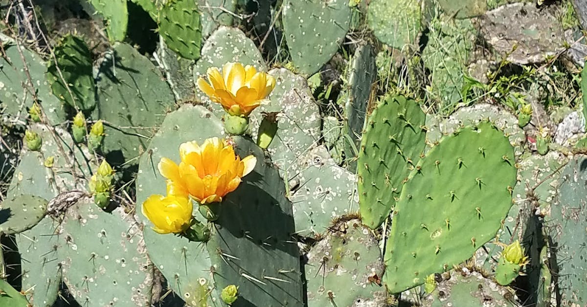 Free stock photo of cactus, flower