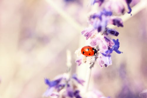 Mor çiçekte Lady Bug