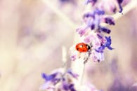 特写镜头下的瓢虫停在熏衣草花上，展现出充满活力的色彩和自然美