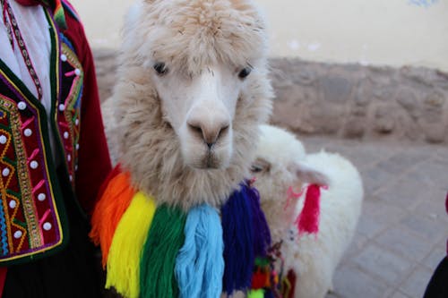 White Llama in Close Up Photography