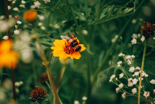 Close up of Bee