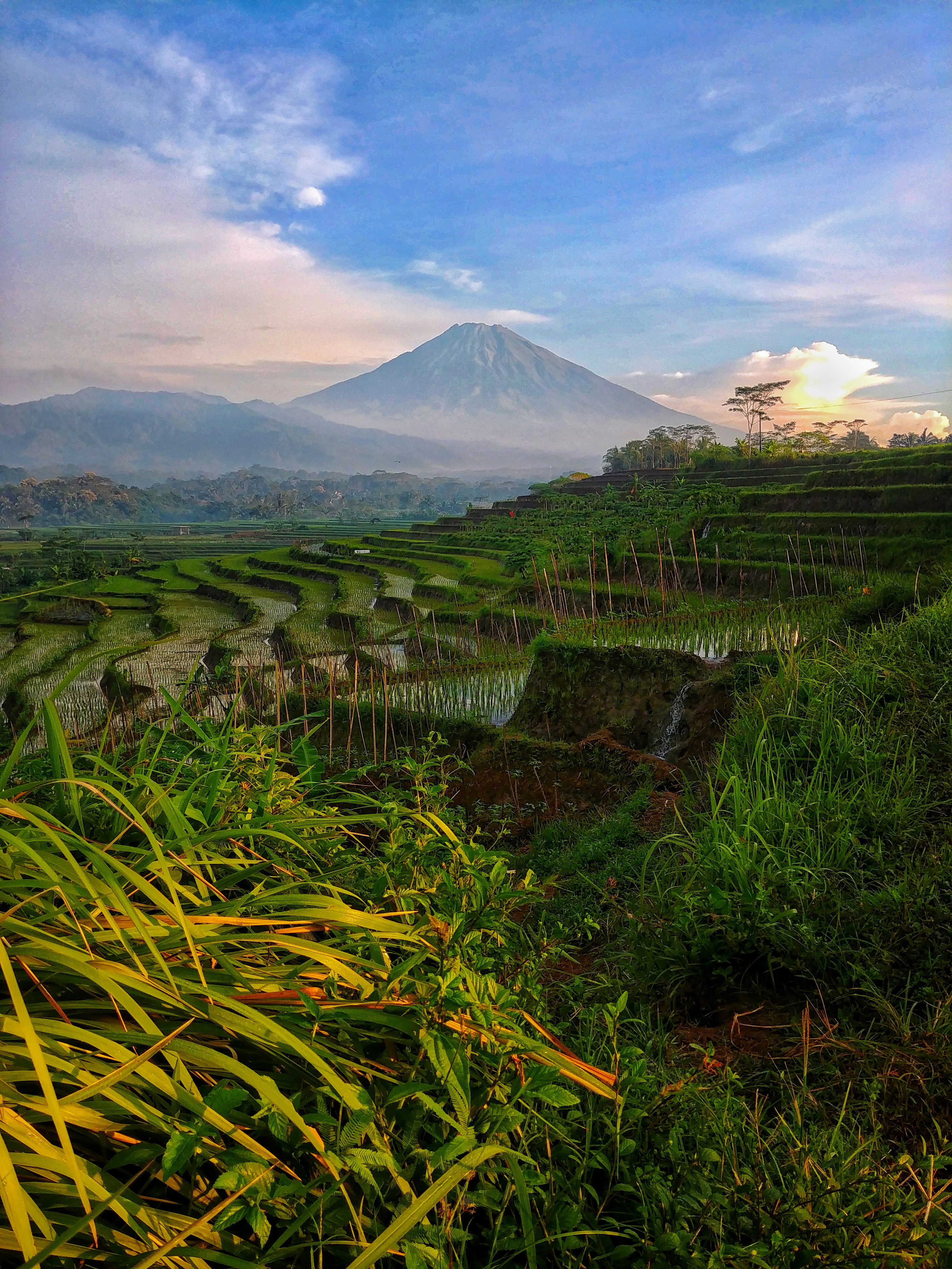 Stunning Rice Fields with Mayon Volcano View · Free Stock Photo