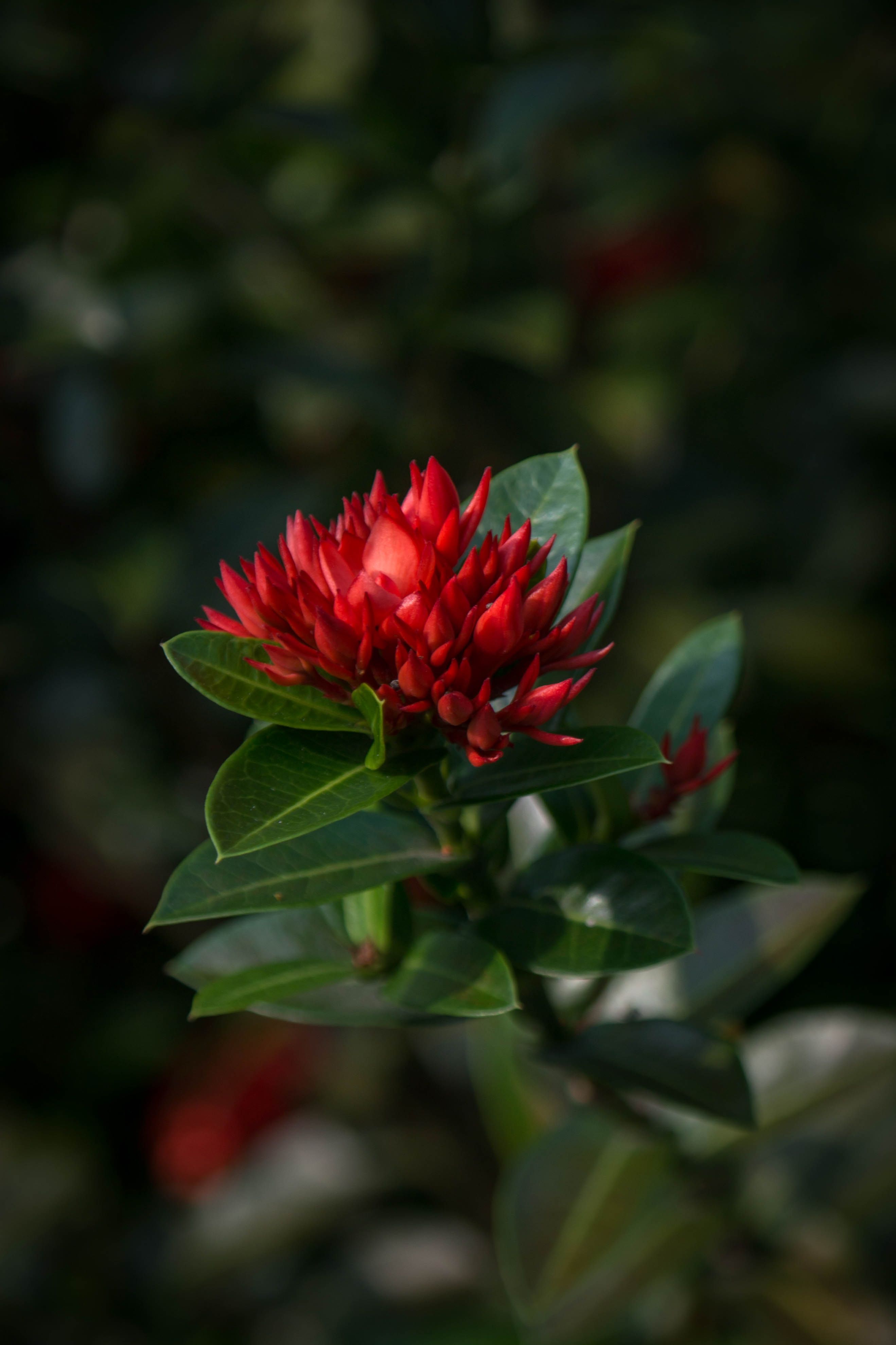A Close-Up Shot of a Red Flower · Free Stock Photo