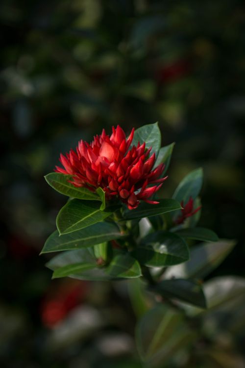 Free Close-up of a vibrant red flower blooming amid lush greenery in an outdoor setting. Stock Photo