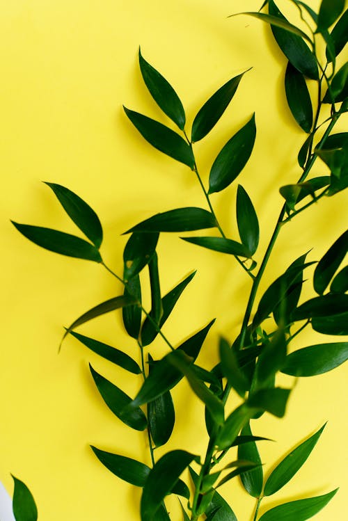 Green Plant on Yellow Background