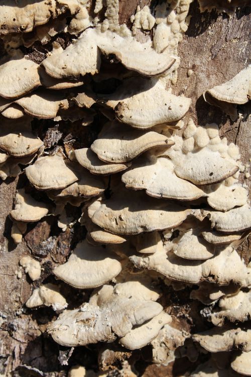 Free stock photo of polyporus Stock Photo