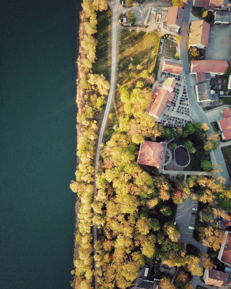 Tops Of Trees And Houses Near Ocean