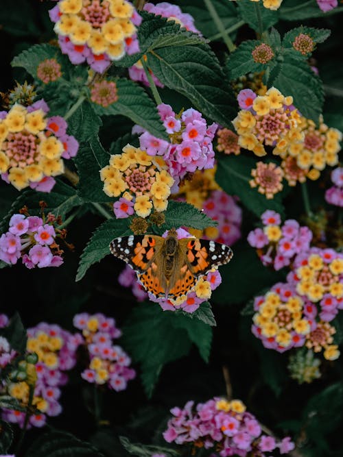 Free stock photo of beauty in nature, butterfly, butterfly on a flower