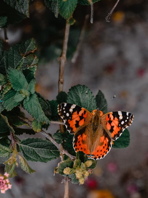 Free stock photo of beauty in nature, butterfly, butterfly on a flower