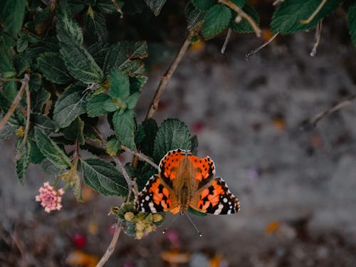 Free stock photo of beauty in nature, butterfly, butterfly on a flower