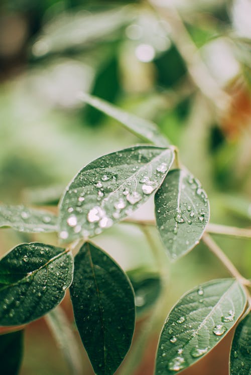 Green plant leaves with dew in garden