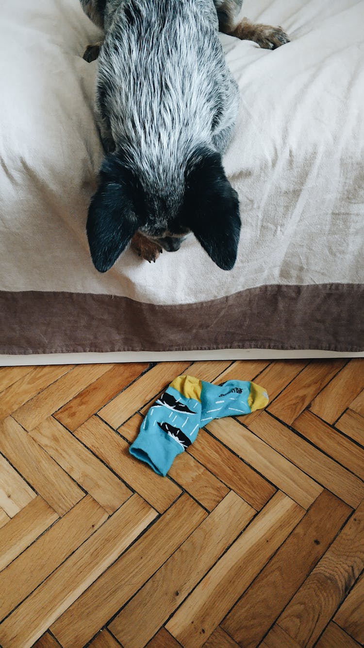 Dog Looking At A Sock