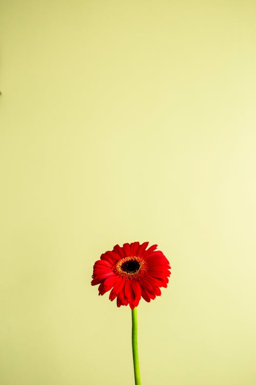 Bright blooming red gerbera on yellow background