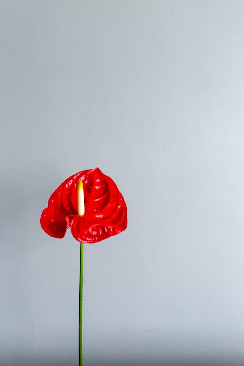 Red blossoming calla on thin stem on gray background