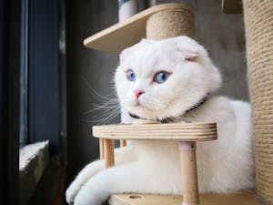 Adult Scottish fold with white soft fur and blue eyes looking away while lounging on cat house with pillar for scratching