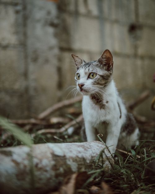 Free Adult stray cat with white brown fur and beige eyes looking away while standing on grass on street next to bricks wall in daylight Stock Photo