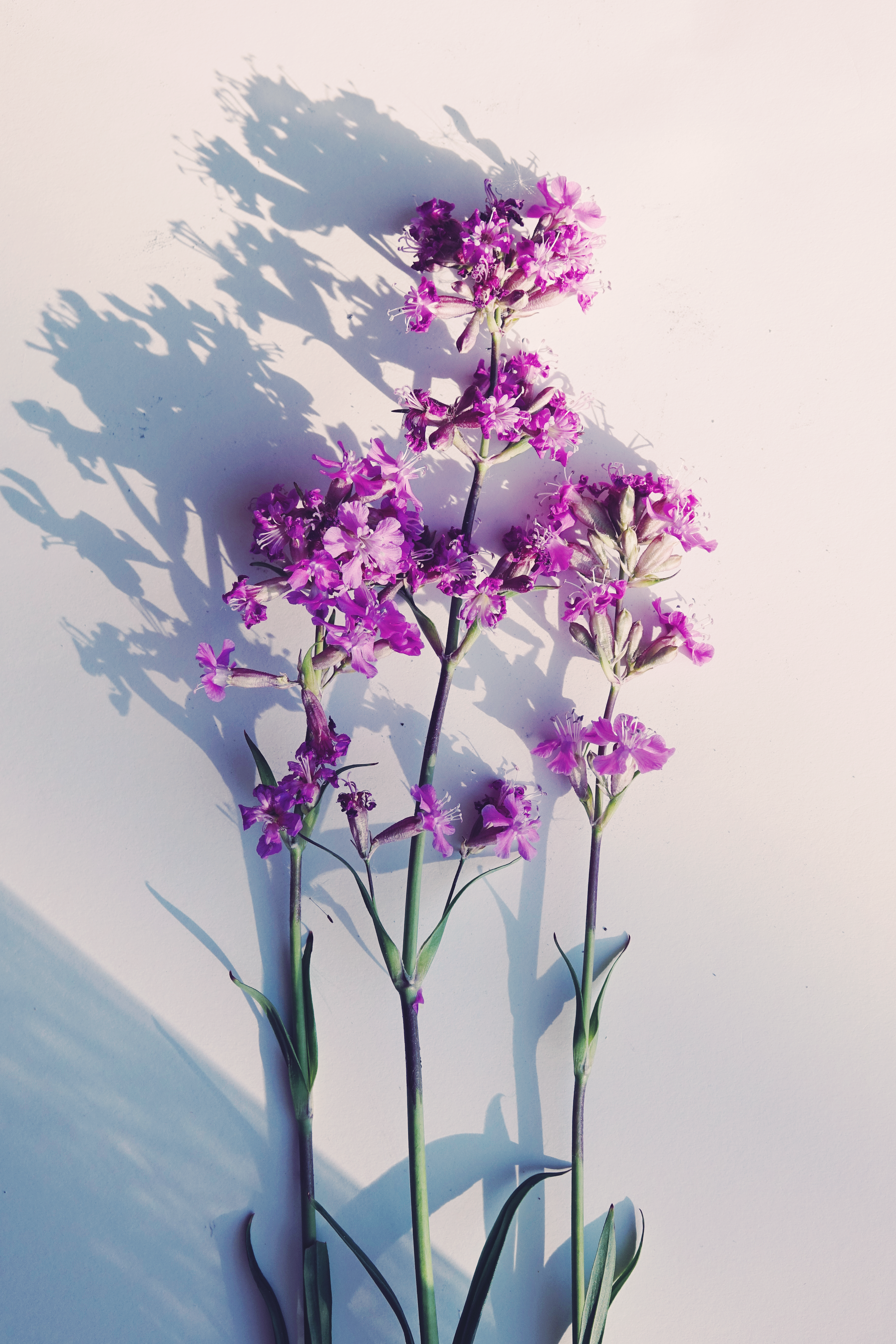 Close-up of purple statice flowers casting shadows on a white backdrop.
