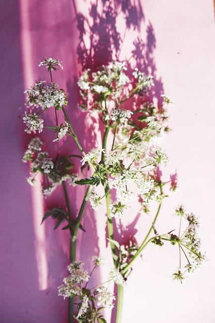 Minimalist shot of white flowers on pink paper, capturing delicate shadows.