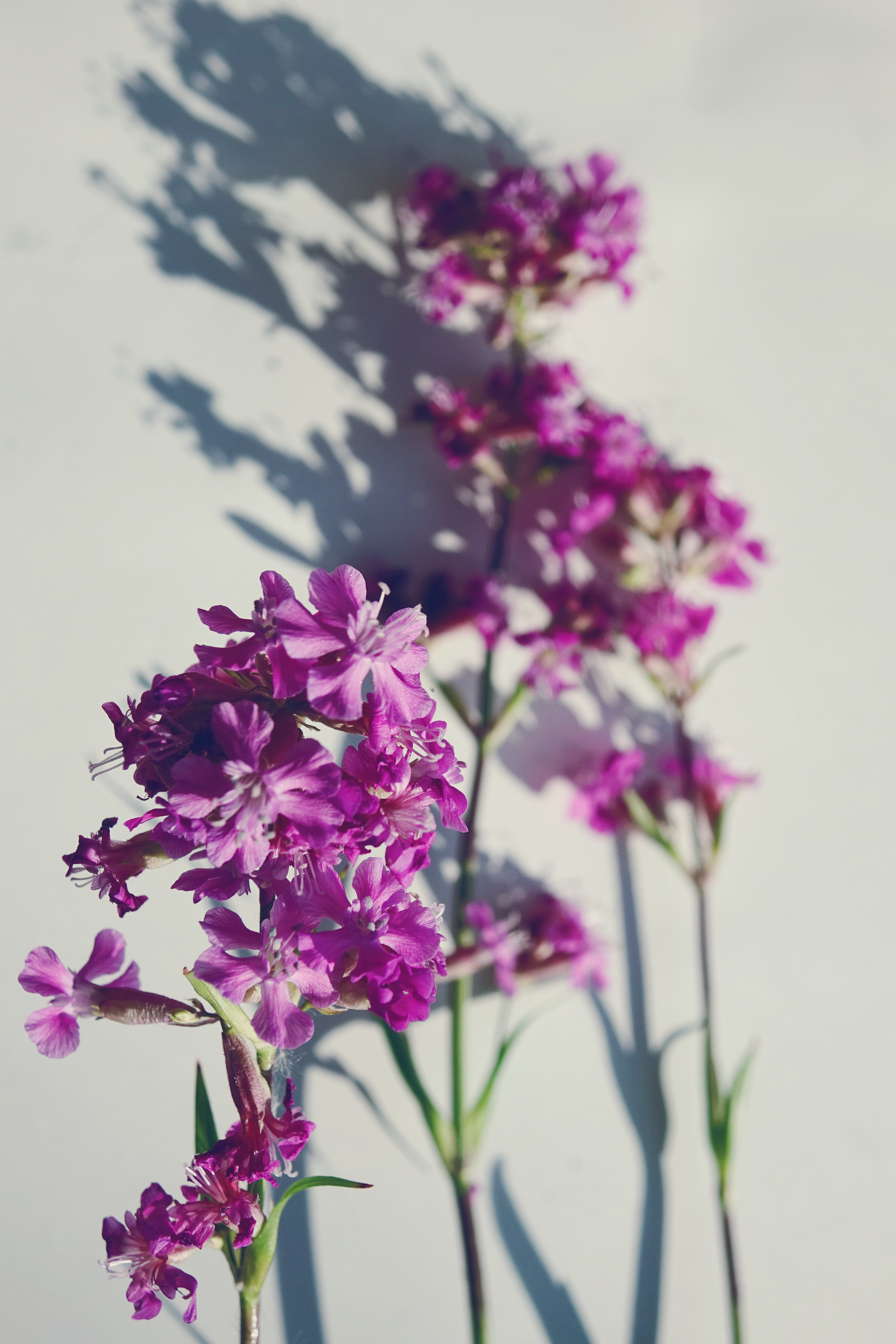 Close-up of purple wildflowers casting shadows on a white background.