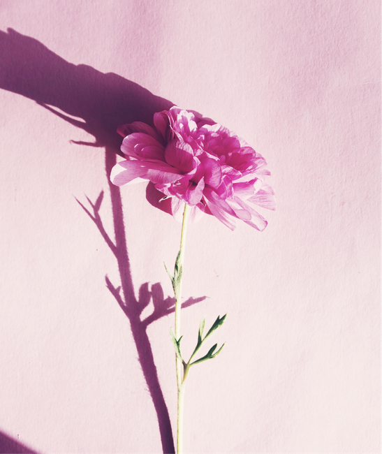 A delicate pink flower casting a shadow on a matching pink backdrop, showcasing nature's beauty.
