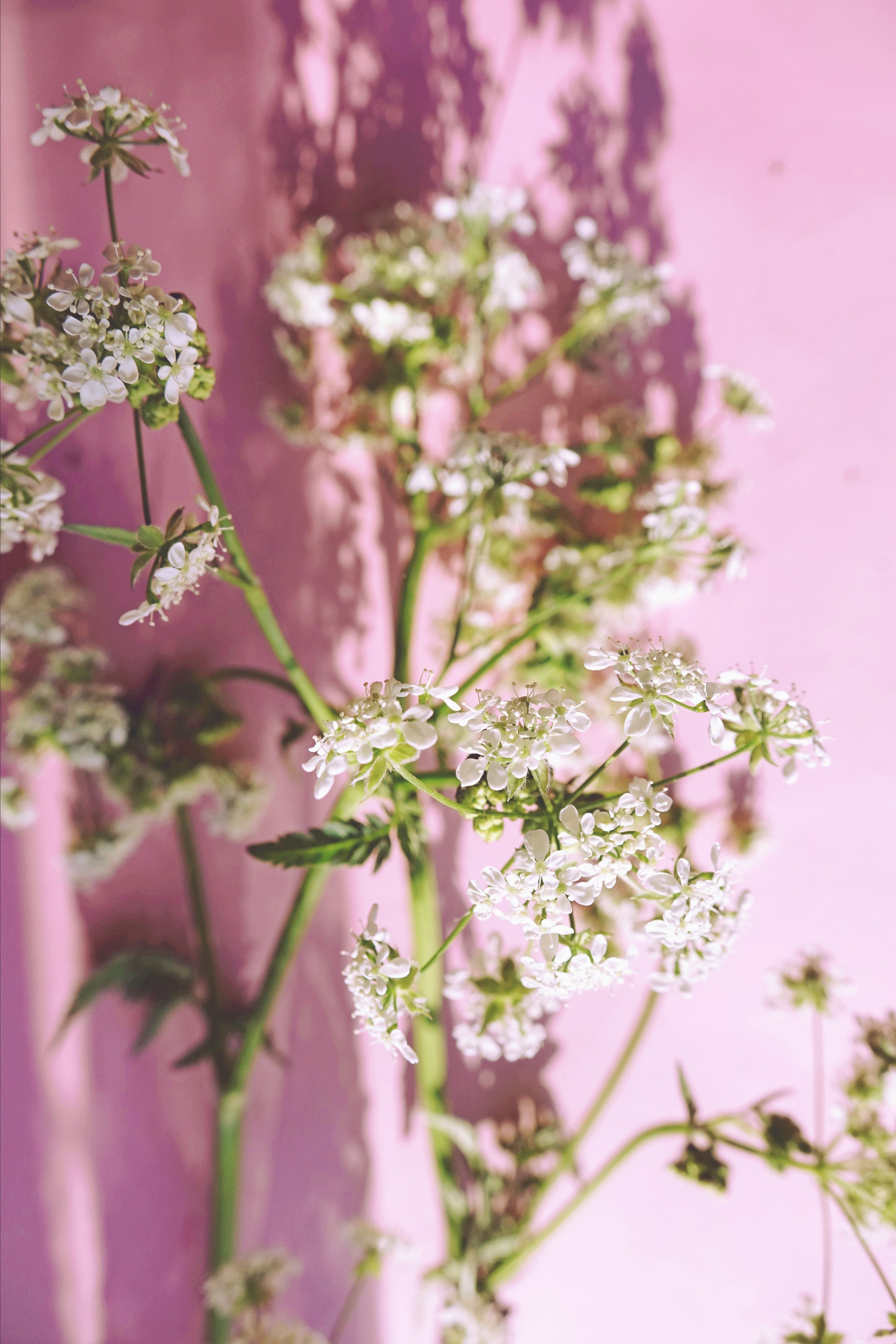 Stunning close-up of delicate white flowers with a lush pink background, perfect for nature lovers.