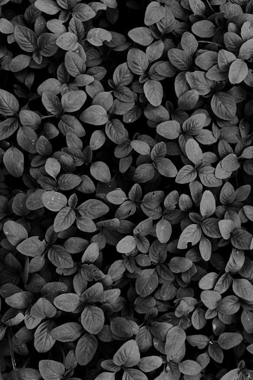 Gratis stockfoto met bladeren, eenkleurig, grayscale