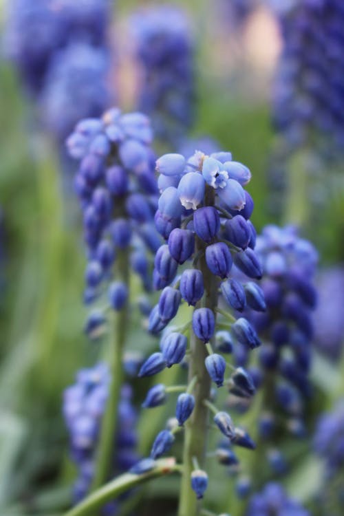 Photos gratuites de espace extérieur, fleurir, fleurs violettes